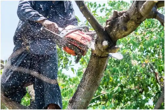 tree services Santa Bárbara